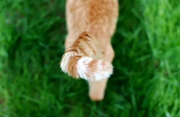 High angle view of a stray tabby cat's orange and white striped tail