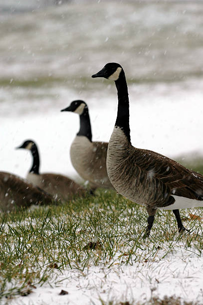 istock Weather And Wildlife 146002339
