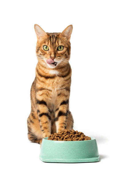 istock A cat on a white background eats food from a bowl 1460023672