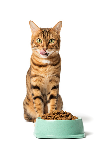 Bengal cat on a white background eats food from a bowl.