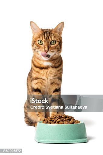 istock A cat on a white background eats food from a bowl 1460023672