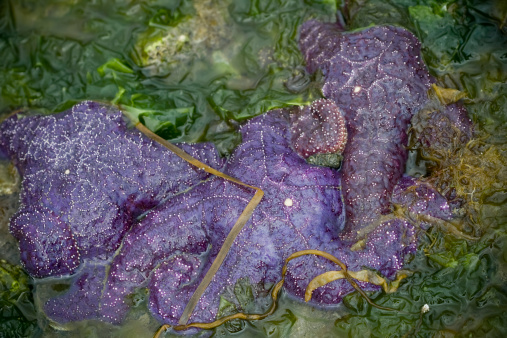 three purple starfish at low tide, surrounded by water and sea weed