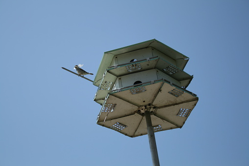 Chickadee on a Purple Martin bird house 