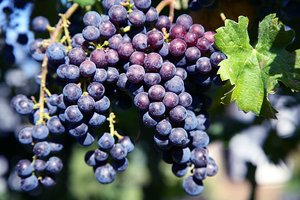 istock Merlot Grapes in Vineyard 146002384