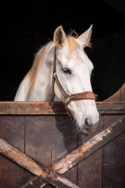 istock Cute horse looking out of box. 1460023941