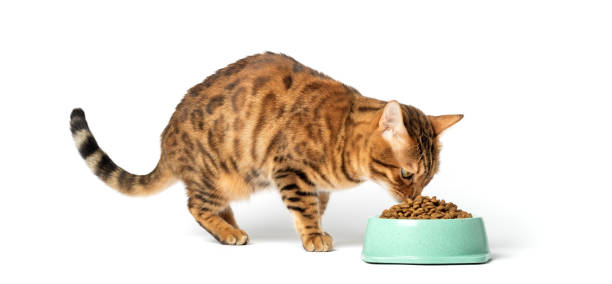 istock A cat on a white background eats food from a bowl 1460023977