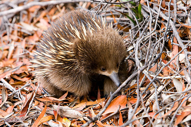 Echidna in a forest, Tasmania stock photo