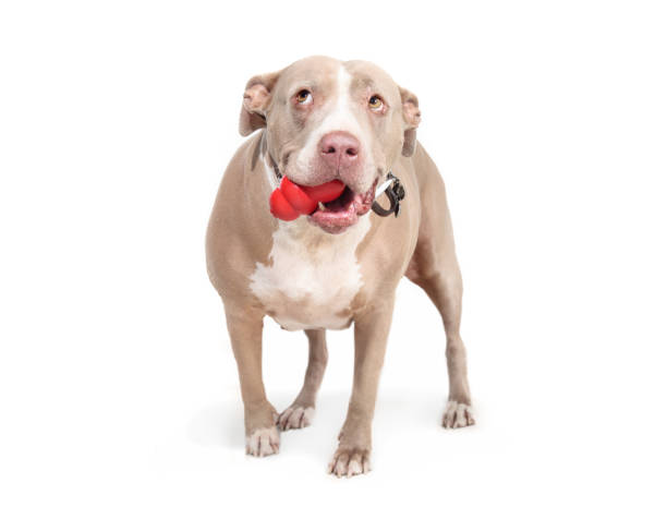 istock Isolated dog with chew toy in mouth. 1460024455
