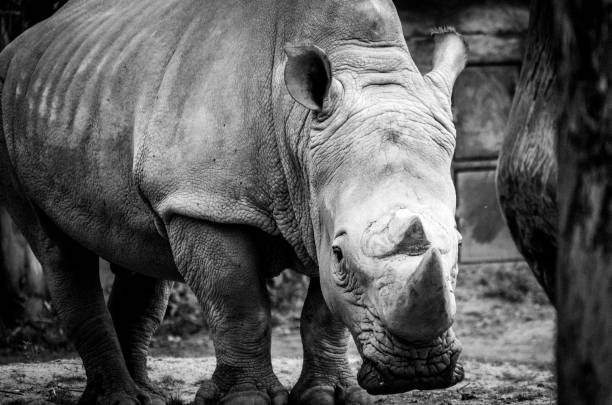 istock White rhino lying on the ground 1460024604