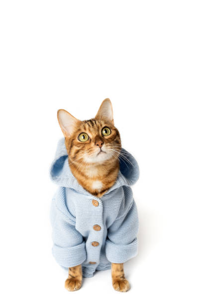 istock Funny cat in clothes on a white background. 1460024614