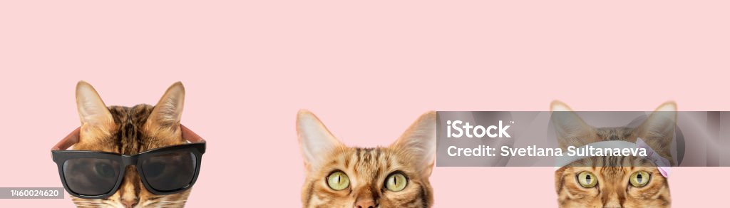 Funny cat muzzle peeks out from behind Funny cat muzzle peeks out from behind a pink table with copy space Animal Stock Photo