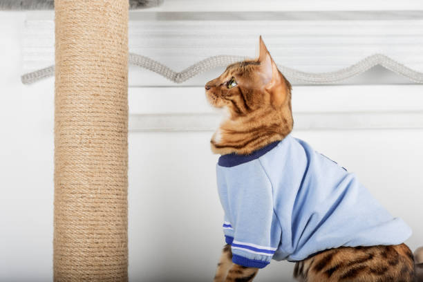 istock Domestic cat in clothes plays with a cat tree. 1460024621