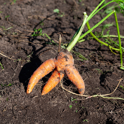 Abnormal conjoined carrots on garden bed ground. Organic farm vegetables. Ugly carrot, close-up. Concept - Food waste reduction. Using in cooking imperfect products.