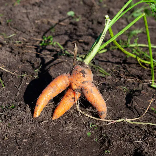 Photo of Abnormal conjoined carrots on garden bed ground. Organic farm vegetables. Ugly carrot, close-up. Concept - Food waste reduction. Using in cooking imperfect products