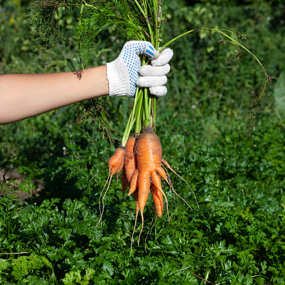 Deformed ugly carrots in female hand. Conjoined vegetables on garden beds. Concept - Food waste reduction. Using in cooking imperfect products.