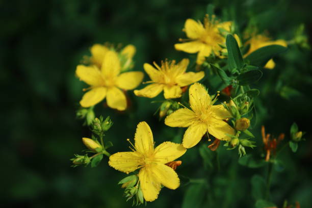 hypericum perforatum | johanniskrautblüten nahaufnahme - johanniskraut stock-fotos und bilder