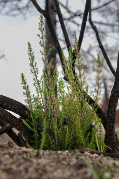 istock Dadia forest Restoration and Regrowth After Wildfire 1460025857