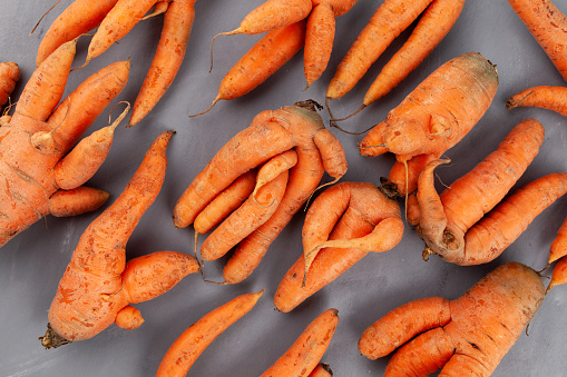 Many Deformed conjoined carrots, close-up. Ugly vegetables abnormal shape. Curved funny carrots. Concept - Food waste reduction. Using in cooking imperfect products.