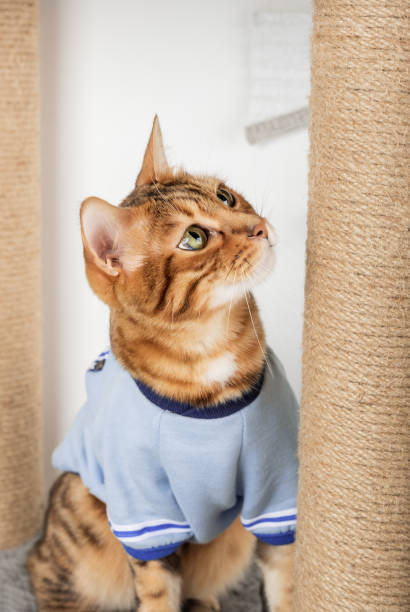 istock Domestic cat in clothes plays with a cat tree. 1460025896