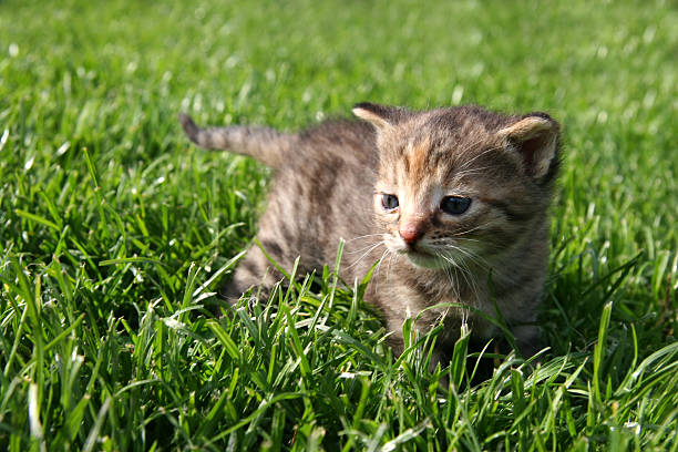 istock cat in the garden 146002591