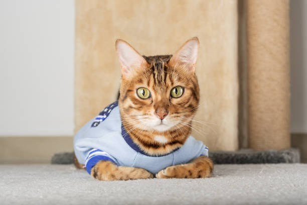 istock Red cat in a jacket on the floor in the room. 1460025995