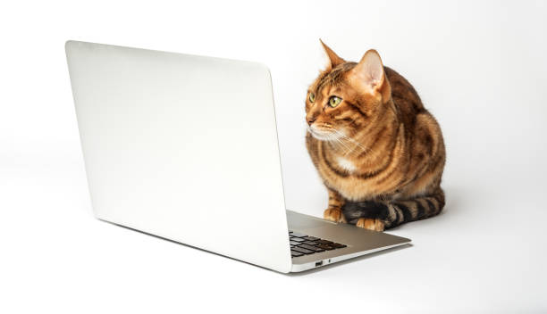 istock Side view of a ginger bengal cat looking at a laptop screen 1460026010