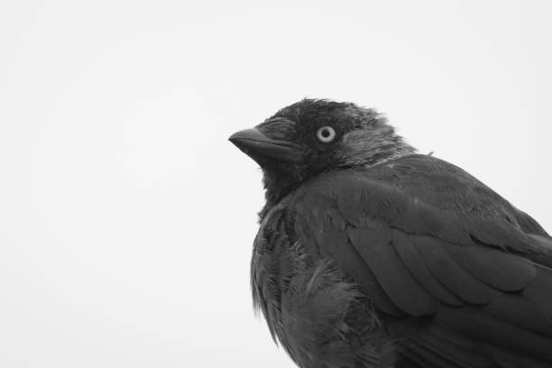 istock Close-up of bird perching against clear sky 1460026438