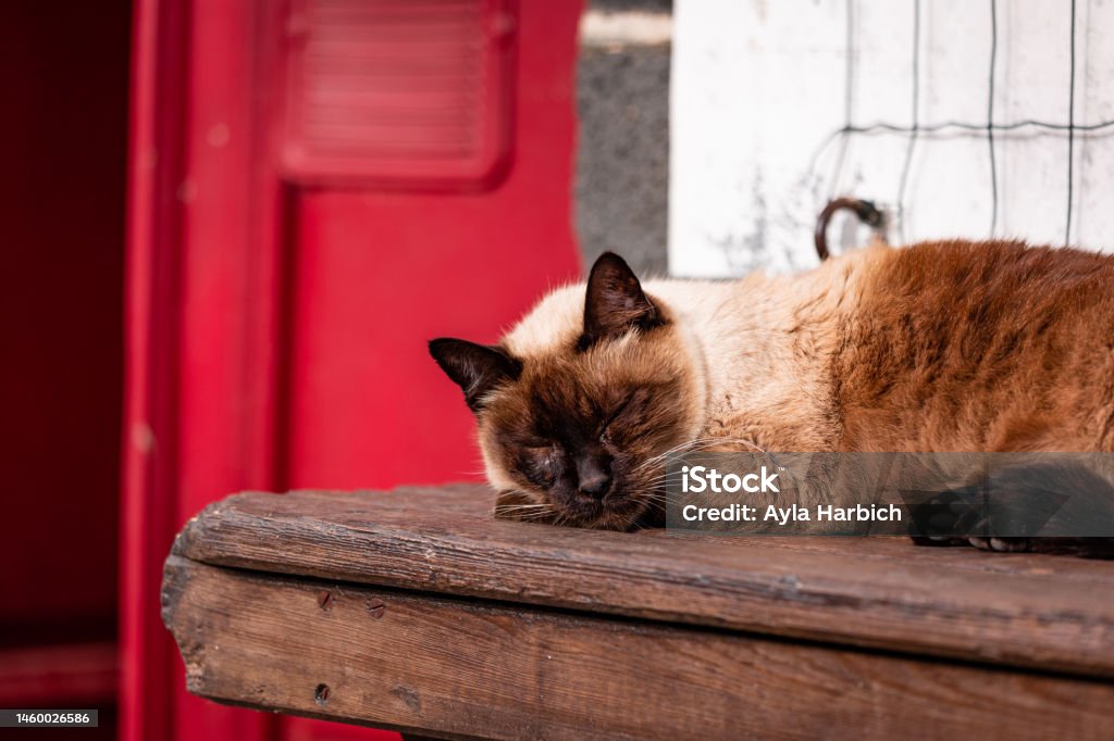 Sleepy cute cat, at farm, outdoors in the sun. Domestic Cat Stock Photo