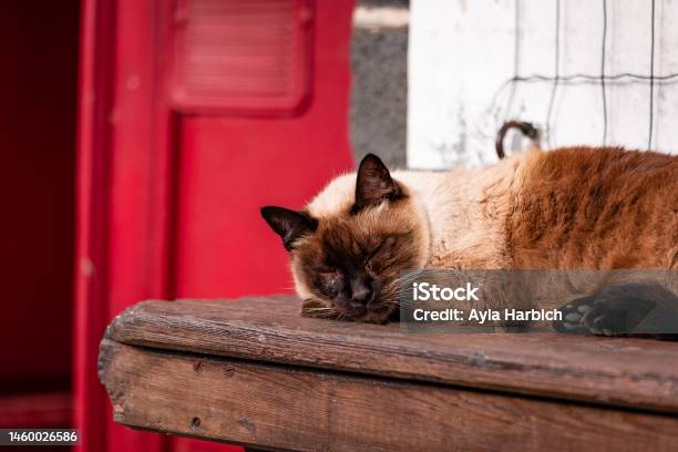 Sleepy Cute Cat At Farm Outdoors In The Sun Stock Photo - Download Image Now - Domestic Cat, Exoticism, Animal