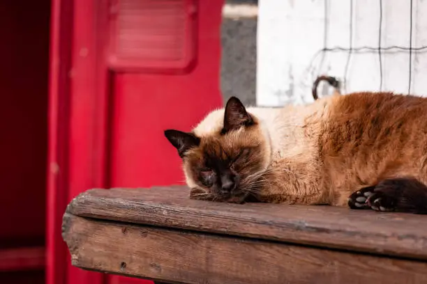 Photo of Sleepy cute cat, at farm, outdoors in the sun.