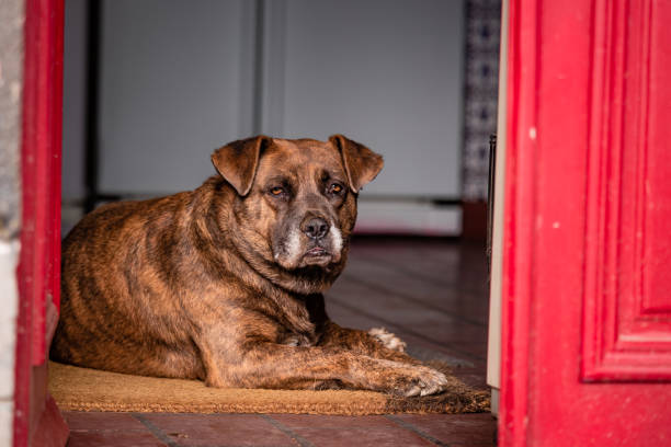 Cute brown dog, guarding the house, at farm with animals. stock photo