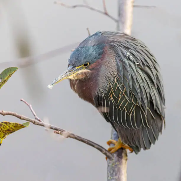 Green Heron perching in a tree in the Florida wetlands
