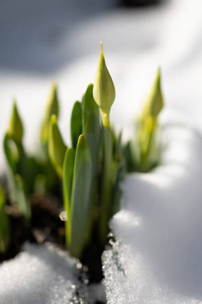 istock Early spring narcissus daffodil flower growing in the snow 1460027656