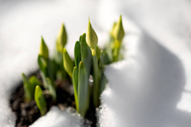 istock Early spring narcissus daffodil flower growing in the snow 1460027754