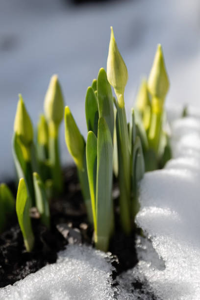 Early spring narcissus daffodil flower growing in the snow