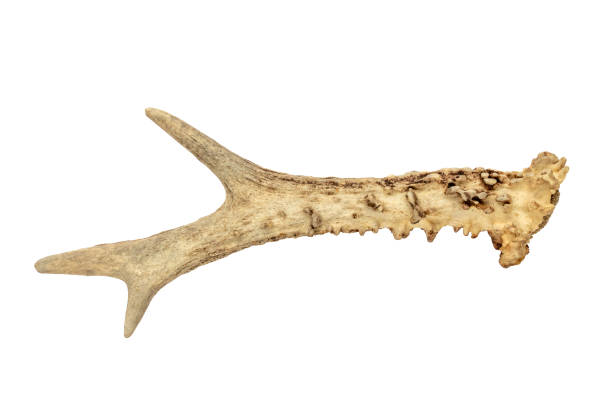 Ungulate skull on cracked earth, Khizi, Greater Caucasus Mountains