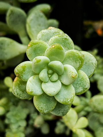 Sedum morganianum, succulent