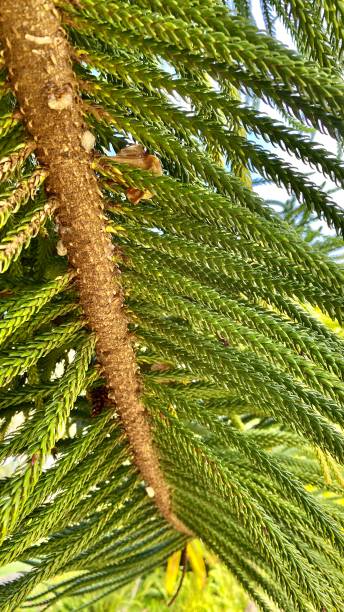 the branch of the norfolk island pine tree (araucaria heterophylla) aka: star pine, polynesian pine, triangle tree or living christmas tree. stock photo