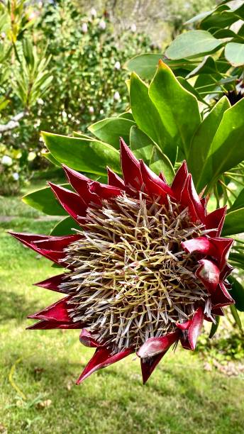 one red and white king protea flower (protea cynaroides) in full bloom. stock photo