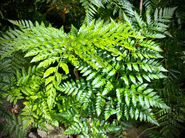 the green growing fronds of the leather-leaf fern (rumohra adiantiformis) aka: leathery shieldfern, iron fern, 7-weeks-fern, climbing shield fern. stock photo