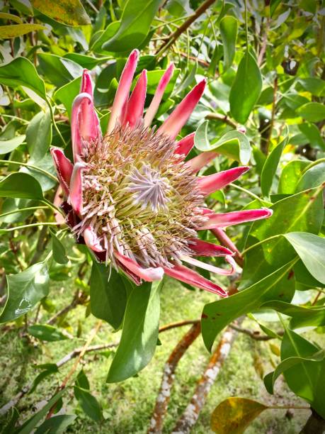 one pink and white-colored king protea flower (protea cynaroides) (aka: giant protea, honeypot or king sugar bush) grows in the afternoon sunshine. stock photo