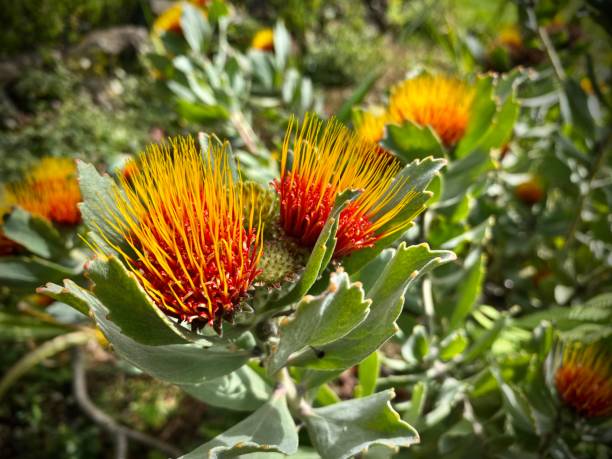 the orange and red flowers of the fiery flame pincushion (leucospermum oleifolium) overberg pincushion, mix pincushion, tuft pincushion are contrasted against its pale evergreen leaves below. stock photo