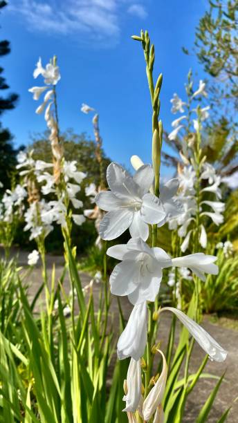 bright white growing cape bulge lily (watsonia borbonica ardernei) or ardernes white lily, grows in the early morning sunshine. stock photo