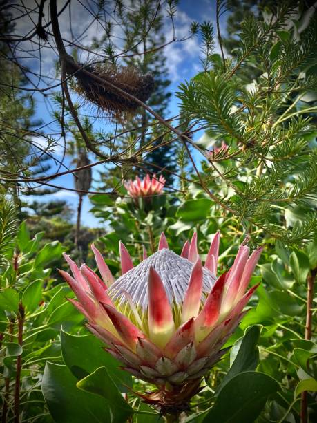 pink and white king protea flowers (protea cynaroides) (aka: giant protea, honeypot or king sugar bush) grow in the afternoon sunshine. stock photo