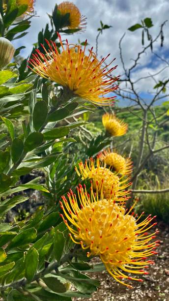 the yellow ornamental pincushion flowers (leucospermum cordifolium) (bobbejaanklou) are a member of the protea family and a native of south africa. stock photo