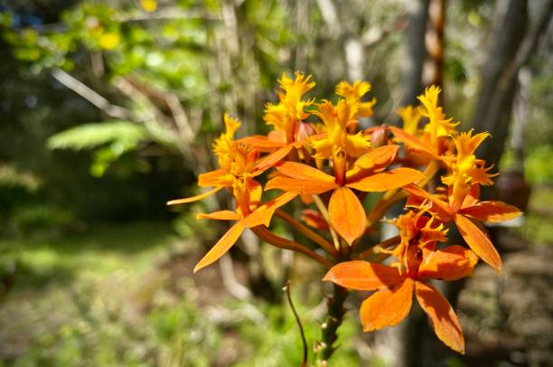 one vibrant orange and yellow-colored firestar orchid (epidendrum radicans) grows in the warm maui sunshine. stock photo