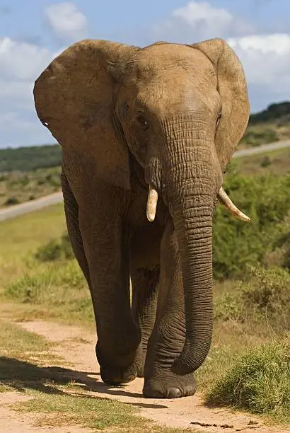 Photo of Approaching Elephant