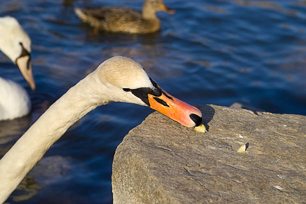 Manger swan - Photo