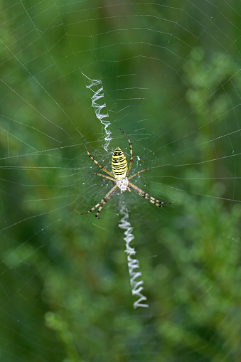 Barn spider on web