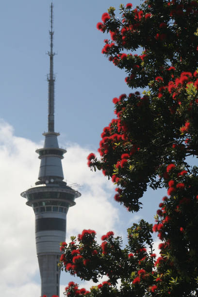 Pohutakawa tree in front with the Auckland Skytower in the background.  (Selective focus on the Pohutakawa Tree)